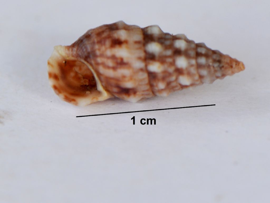 ID  prego,Gasteropode